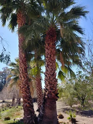 Baseball Field at Papago Park photo 2