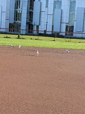 Buffalo State Softball Field