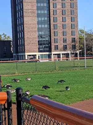 Buffalo State Softball Field photo 2