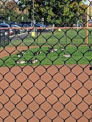 Buffalo State Softball Field photo 3