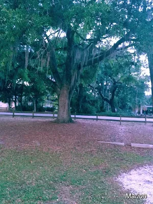 Fruitville Park Softball Fields photo 5