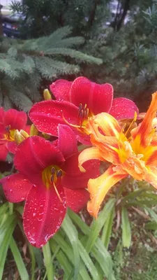Pershing Field Park photo 3