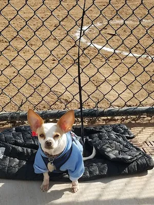 SFSU Softball Field