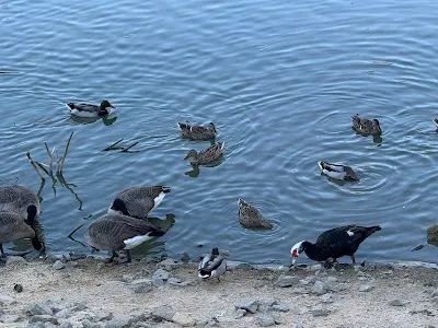 Shorty Howell Park photo 5