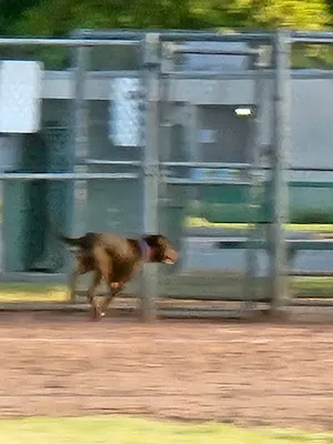 West Douglas Park Softball Diamond