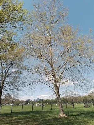 West Potomac Park Field #6 (Ohio Drive) photo 3